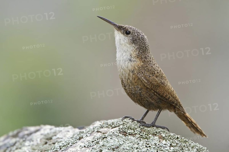 Canyon Wren (Catherpes mexicanus), British Columbia, Canada
