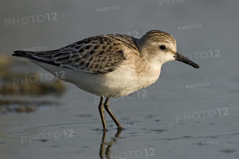 Long-toed Stint (Calidris subminuta) foraging, Western Australia, Australia