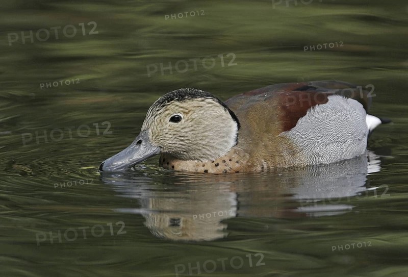 Ringed Teal (Callonetta leucophrys), California, USA
