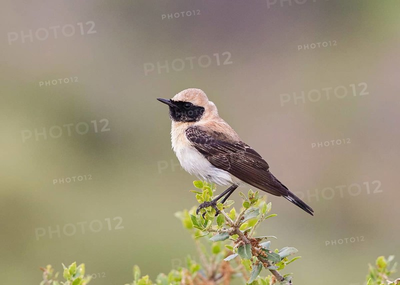 Black-eared Wheatear (Oenanthe hispanica) male, Lesvos, Greece