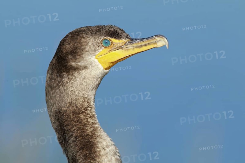 Double-crested Cormorant (Phalacrocorax auritus), Florida, USA