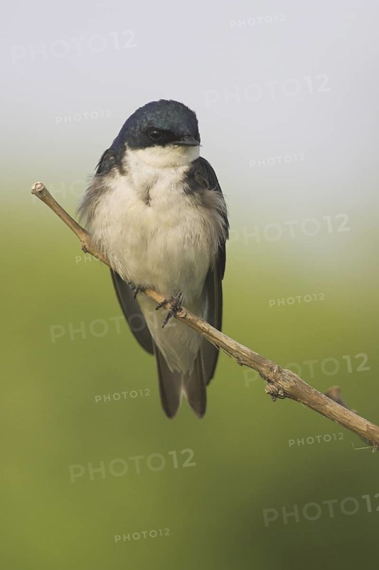 Tree Swallow (Tachycineta bicolor), Ontario, Canada