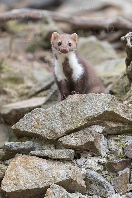 One beech marten running between the stones of a ruin of an ancient castle looking for food