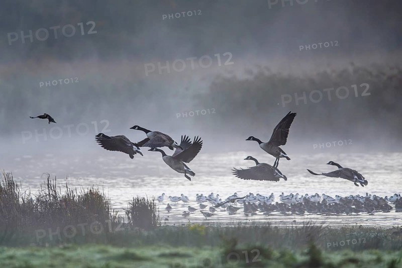 Canada Goose, Branta Canadensis, birds in flight over marshes