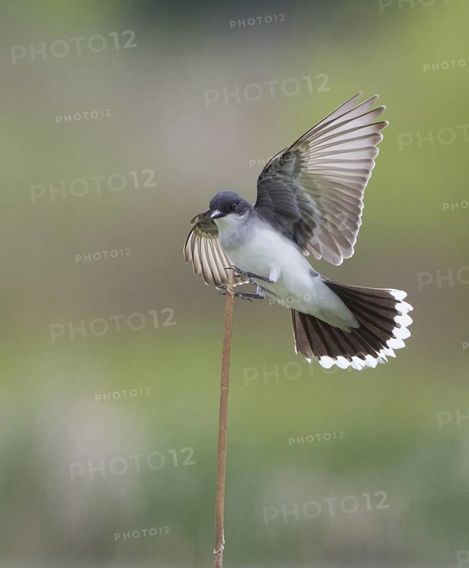 Eastern Kingbird (Tyrannus tyrannus), Montana, USA