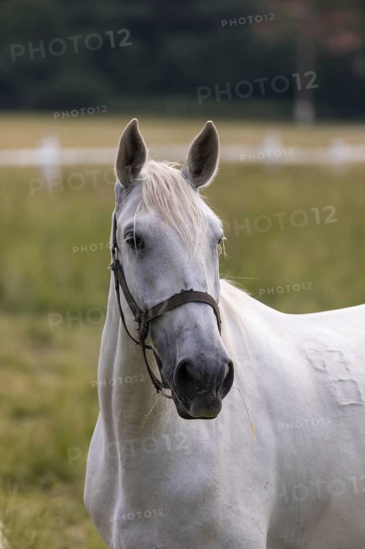 Kladruber horse, mares, standing on the paddock. Frontal portrait. National Stud Farm Kladruby nad Labem