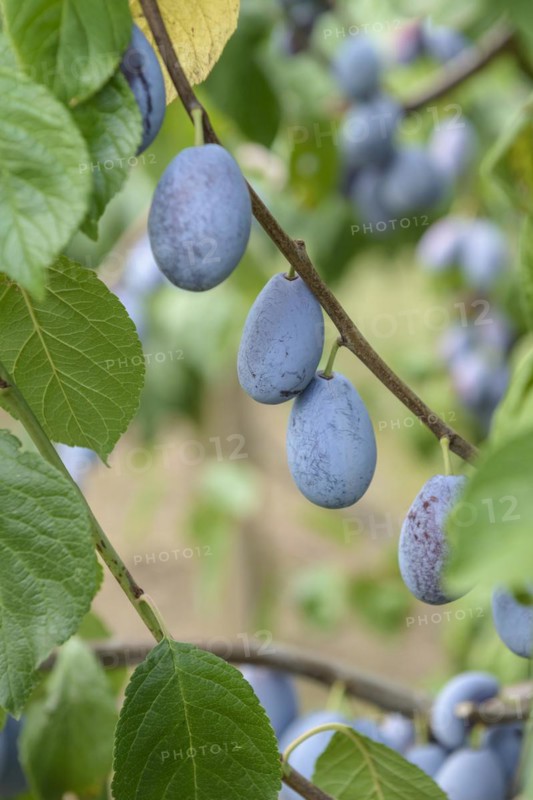 Plum (Prunus domestica 'Presenta'), LVG Erfurt, Erfurt, Thuringia, Germany