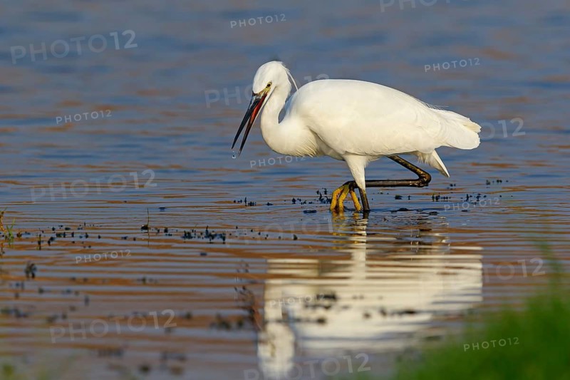 Little egret foraging, (Egretta garzetta) Salalah, Khawr Rawri, Dhofar, Oman