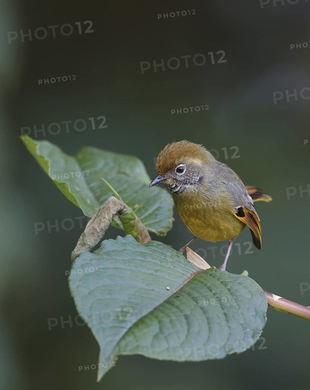Bar-throated Minla (Minla strigula), Doi Inthanon, Thailand