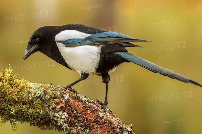 Eurasian magpie (Pica pica), perched on a branch, Castile and Leon, Spain