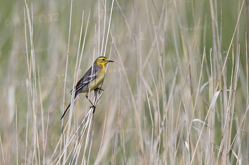 Citrine Wagtail (Motacilla citreola) female, Dornod Province, Mongolia