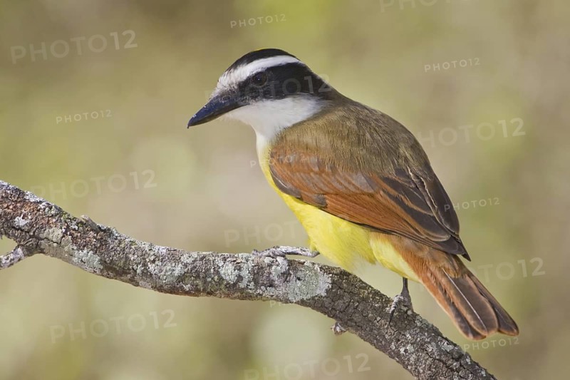 Great Kiskadee (Pitangus sulphuratus), Texas, USA