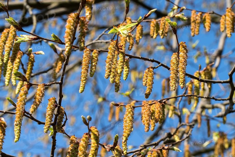 Alder tree, springtime
