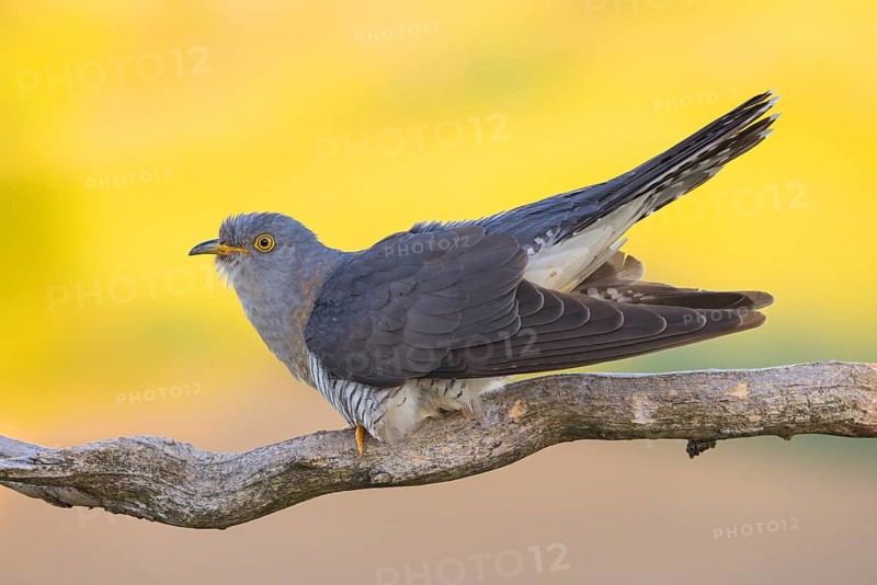 Common cuckoo (Cuculus canorus), Coucou gris, Cuco Europeo, Cuco Común, Ast, branch, Ormoz area, Ormoz, Podravska, Slovenia
