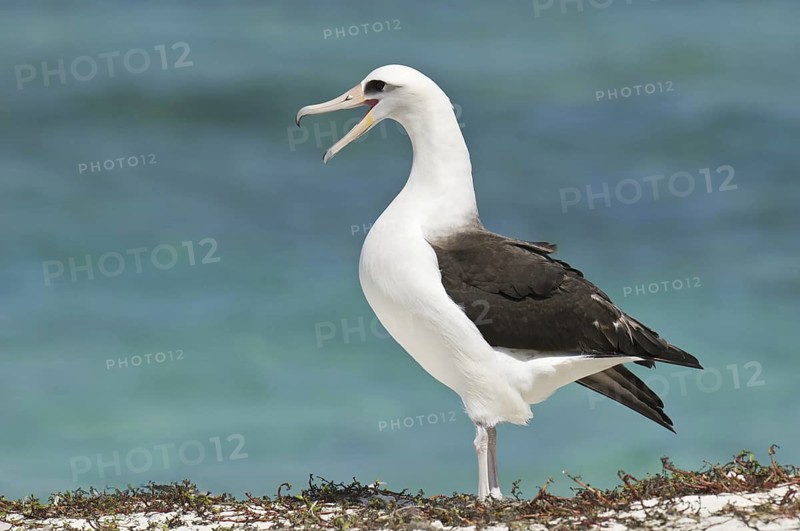 Laysan Albatross (Phoebastria immutabilis), Hawaii, USA
