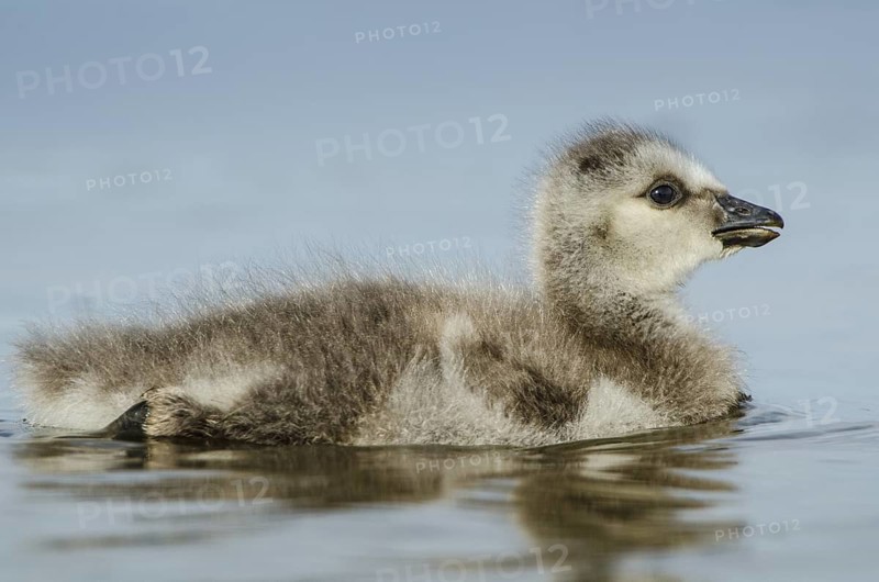 Barnacle Goose (Branta leucopsis) juvenile, Schleswig-Holstein, Germany