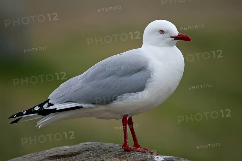 Silver Gull (Chroicocephalus novaehollandiae scopulinus), South Island, New Zealand