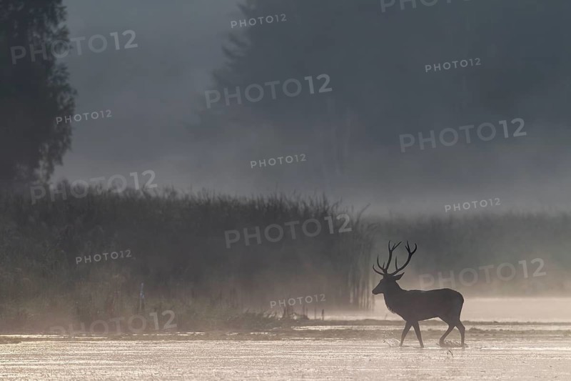 In a few seconds the red deer (Cervus elaphus) will have disappeared into the reed belt, morning mist, mystical, rutting season, rutting stags, September, Germany