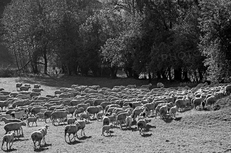 Sheep on a pasture against light, black and white, Egloffstein, Upper Franconia, Bavaria, Germany