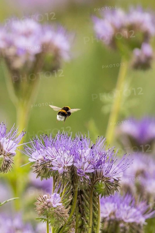 Buff-tailed bumble bee (Bombus terrestris) worker feeding on nectar from Scorpionweed (Phacelia tanacetifolia) flowers, Hesse, Germany