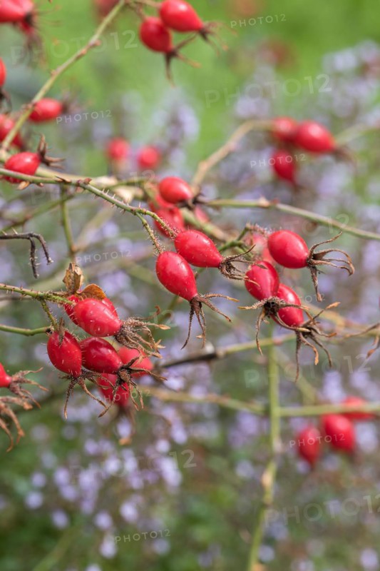Sweet briar (Rosa rubiginosa), Oberdieck-Garten, Germany