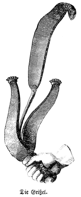 The scourge, whip made of leather straps with iron at the ends, punishment for embarrassing examinations, flagellation, chastisement of breakers, hand, handle, 5th book of Moses, Bible, historical illustration, Biblisches Handwörterbuch 1862