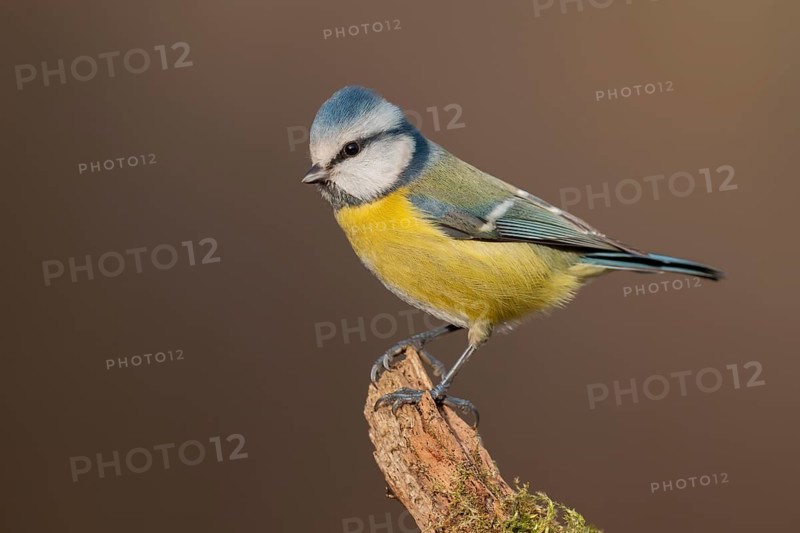 Eurasian Blue Tit (Cyanistes caeruleus), Lower Saxony, Germany