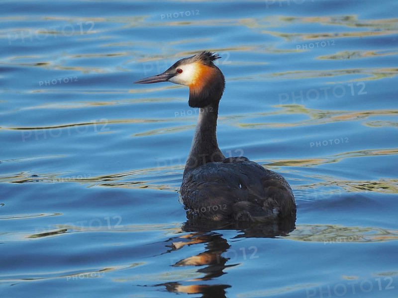 Great Crested Grebe (Podiceps cristatus)