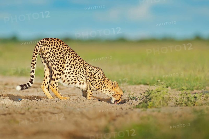 Cheetah in grass, blue sky with clouds. Spotted wild cat in nature habitat. Cheetah, Acinonyx jubatus, walking wild cat. Fastest mammal on the land, Botswana, Africa. African nature, wet season