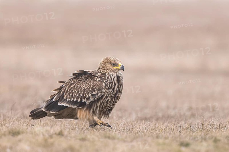 Eastern Imperial Eagle (Aquila heliaca) juvenile, Hungary