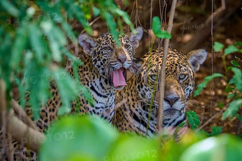 A jaguar young yawns with pleasure next to an attentively listening mate, Jaguar (Panthera onca), Pantanal, Mato Grosso, Brazil