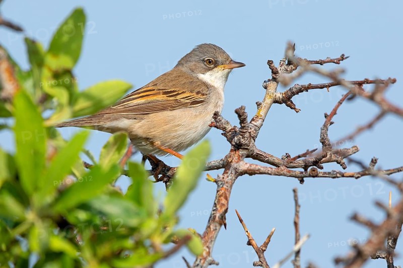 Common whitethroat (Sylvia communis), Fauvette grisette, Curruca Zarcera, Songbird, Shrub Wren, Hockenheim, Baden-Württemberg, Germany