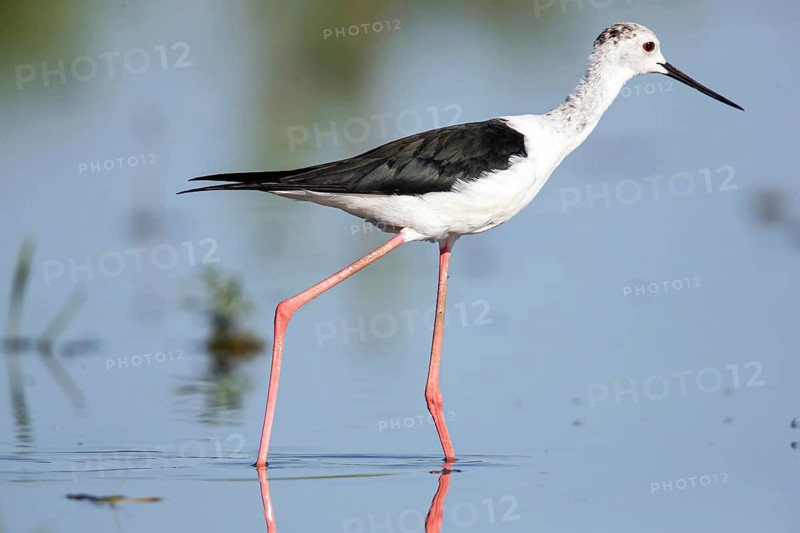 Stilt walkers looking for food, (Himantopus himantopus), Hungary