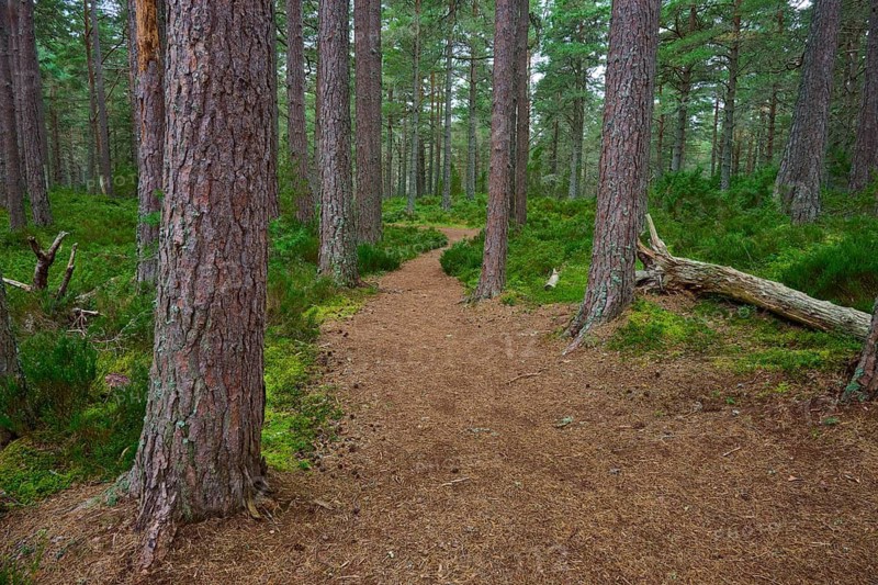 Narrow path through a pine forest surrounded by green moss, Loch Garden, Nethy Bridge, Scotland, United Kingdom, Great Britain