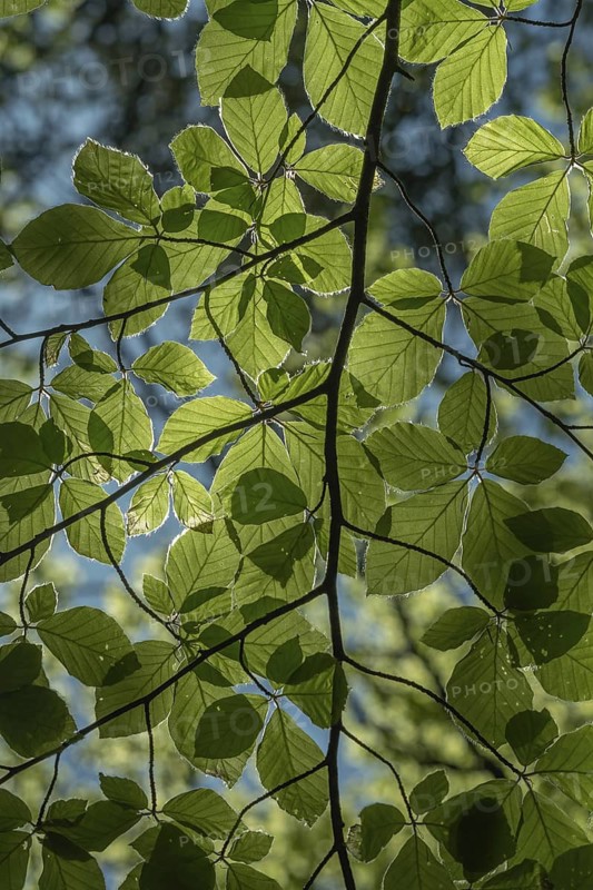 A blossoming tree branch with green leaves. The leaves are spread out and lying in the sunlight. Alsace, Great East, France