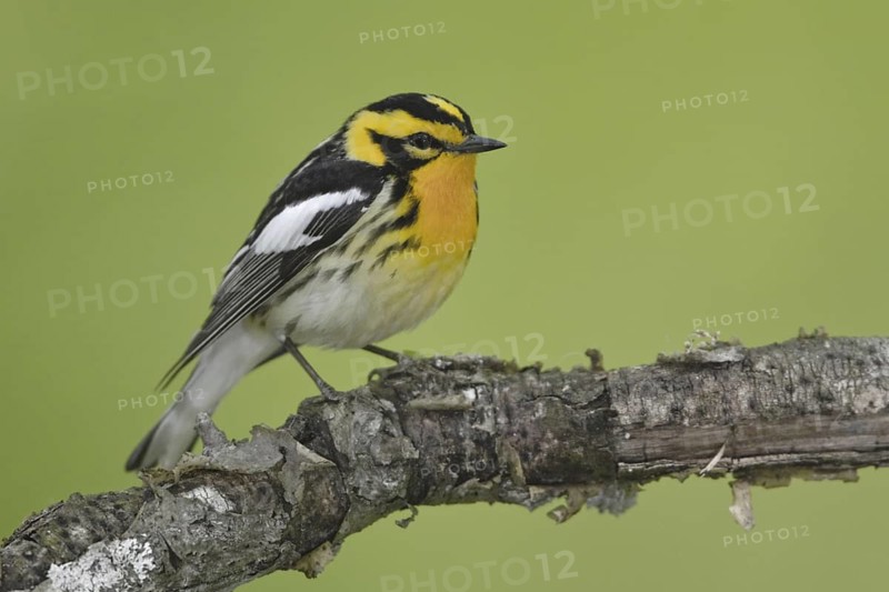 Blackburnian Warbler (Setophaga fusca) male, Ontario, Canada