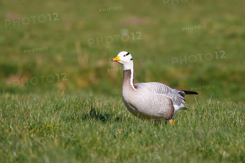 Bar-headed Goose (Anser indicus), Netherlands