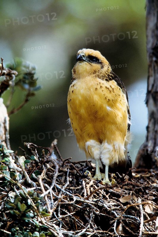 Hawaiian Hawk, 'Io, endangered