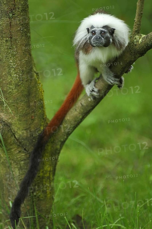 Liszt's (callitrichidae) monkey, branch, tail, long, pinché monkey, monkey, tamarin (saguinus), tamarin, marmoset, marmoset monkey, marmoset monkey (Saguinus oedipus), anthropoidae, new world monkeys (Platyrrhini), dry-nosed monkeys, monkey, primates, primate, gentleman animals, monkeys, dry-nosed monkey, primates, haplorhini, mammal, animal, vertebrate, captive