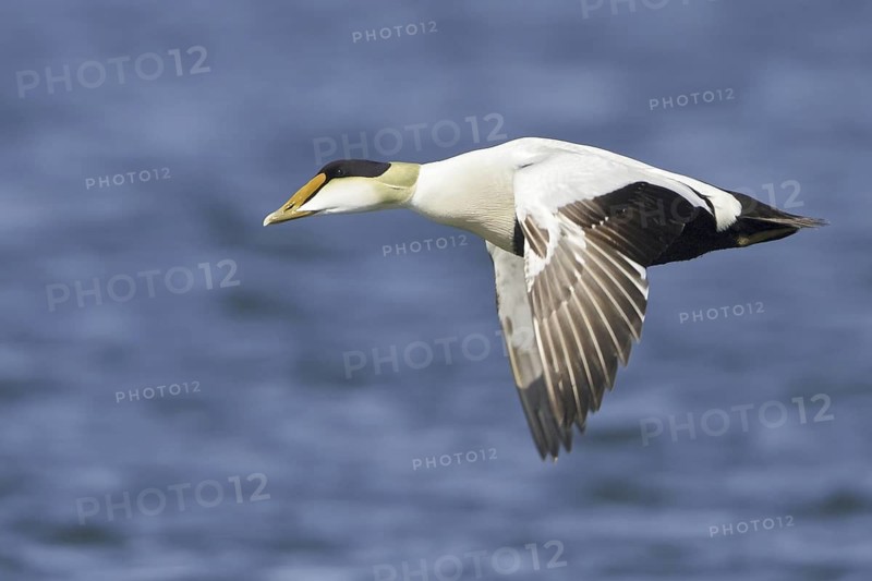 Common Eider (Somateria mollissima) male flying, Manitoba, Canada