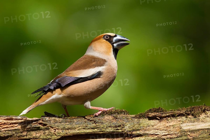 Hawfinch (Coccothraustes coccothraustes) male, Utrecht, Netherlands