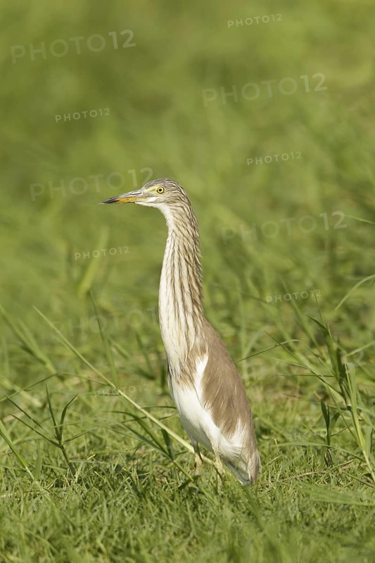 Chinese Pond Heron (Ardeola bacchus), Phetchaburi, Thailand