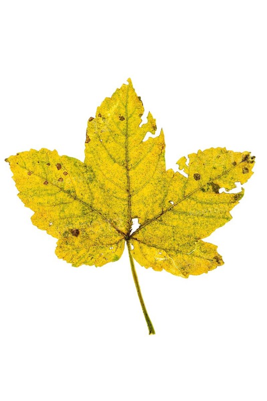 Autumn leaf, Vechta, Lower Saxony, Germany