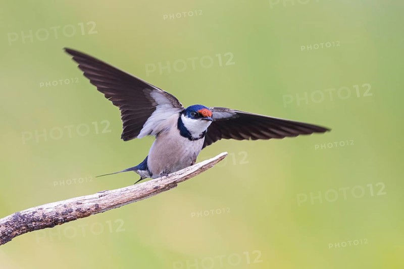 White-throated Swallow, (Hirundo albigularis), Swallow family, Animals, Birds, Swallow, perch, Garden Route National Park - Wil, Wilderness, Western Cape, South Africa