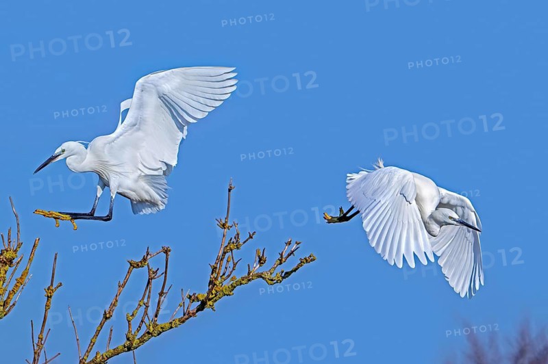 Two little egrets (Egretta garzetta) in flight, landing and taking off from tree in late winter, early spring