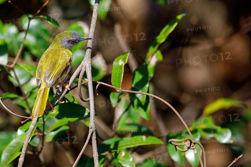 Yellow-bellied warbler, (Apalis flavida), animals, birds, perch, biotope, habitat, songbird family, Sand Forest Lodge, Hluhluwe, KwaZulu-Natal, South Africa