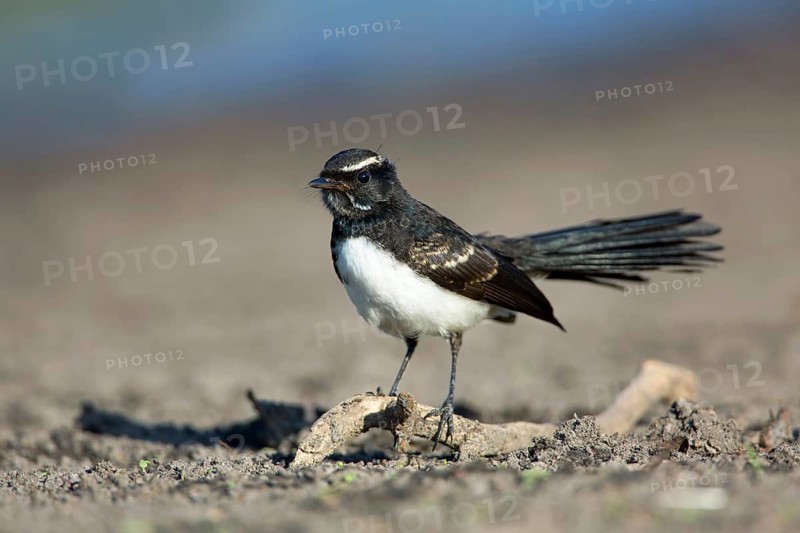 Willie Wagtail (Rhipidura leucophrys) juvenile, Victoria, Australia