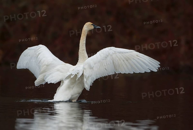 Tundra Swan (Cygnus columbianus)