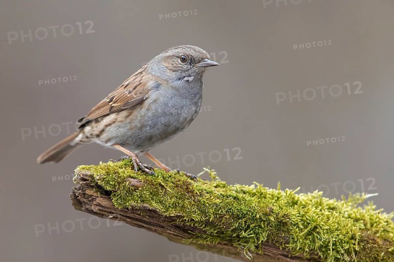 Dunnock (Prunella modularis) perched on a branch, Poland