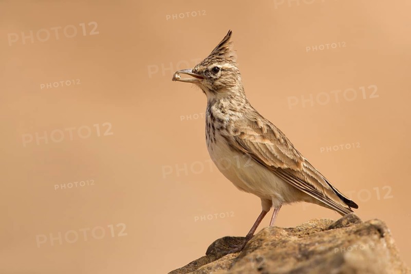 Thekla Lark (Galerida theklae), Morocco